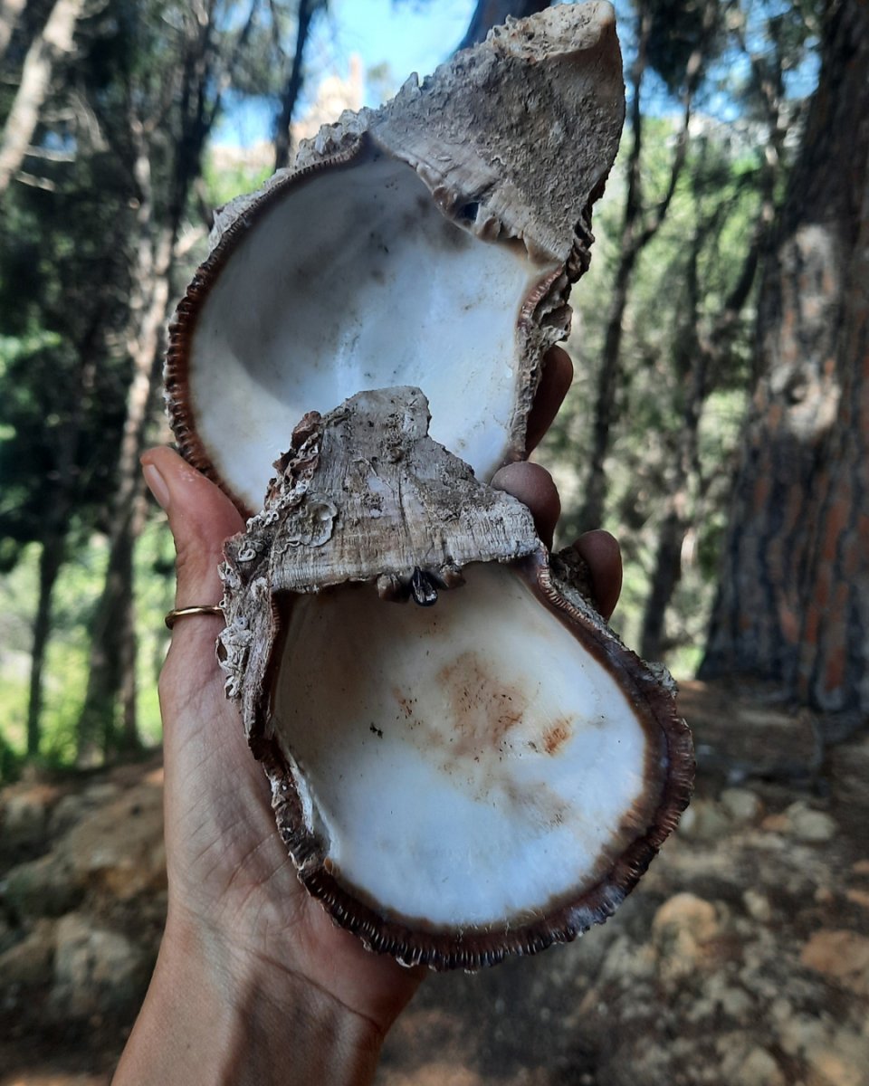 Invest in our Sea Shell I in Lebanon at Sacred