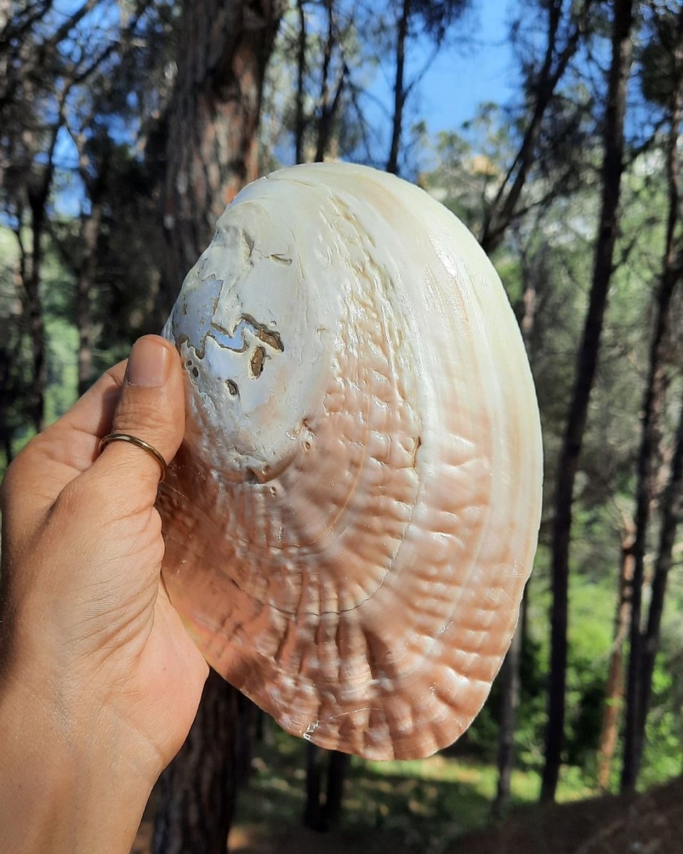 Invest in our Sea Shell II in Lebanon at Sacred