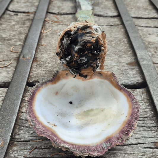 Smudging with Common Sage • Cultural Appropriation - Lebanon - Sacred