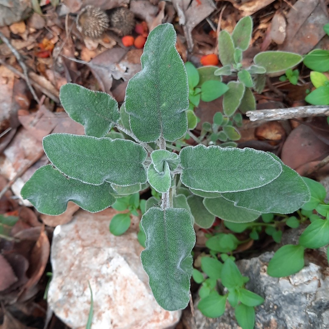 White Sage and Common Sage - Sacred