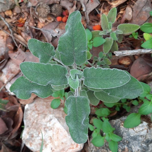 White Sage and Common Sage - Sacred
