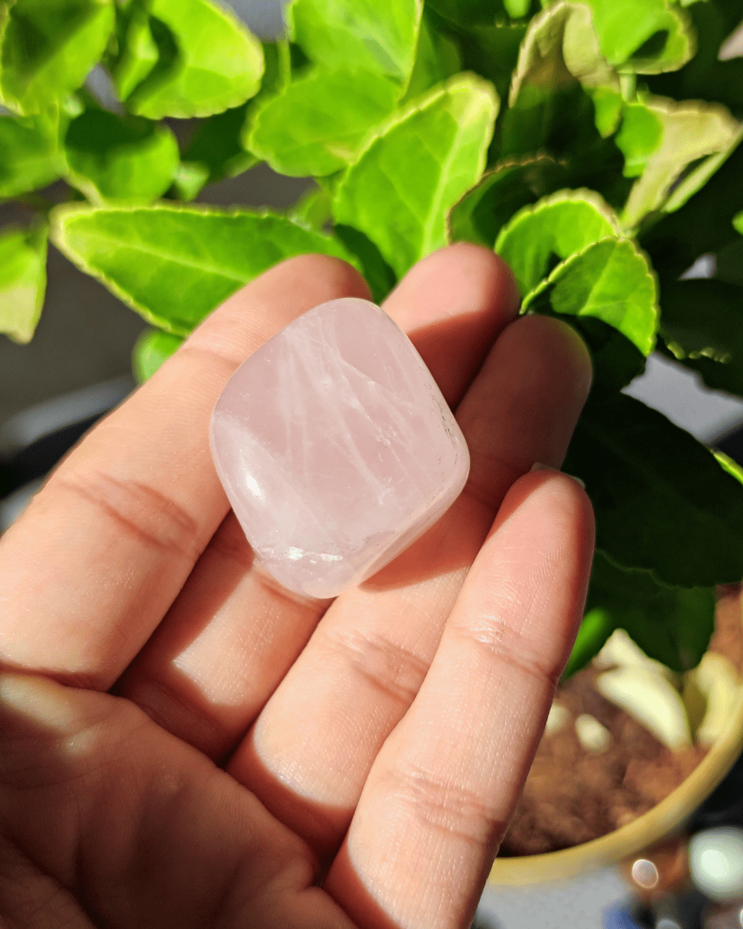 Rose Quartz - Sacred