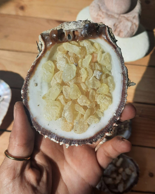 Invest in our Sandarac Incense Resin in Lebanon at Sacred