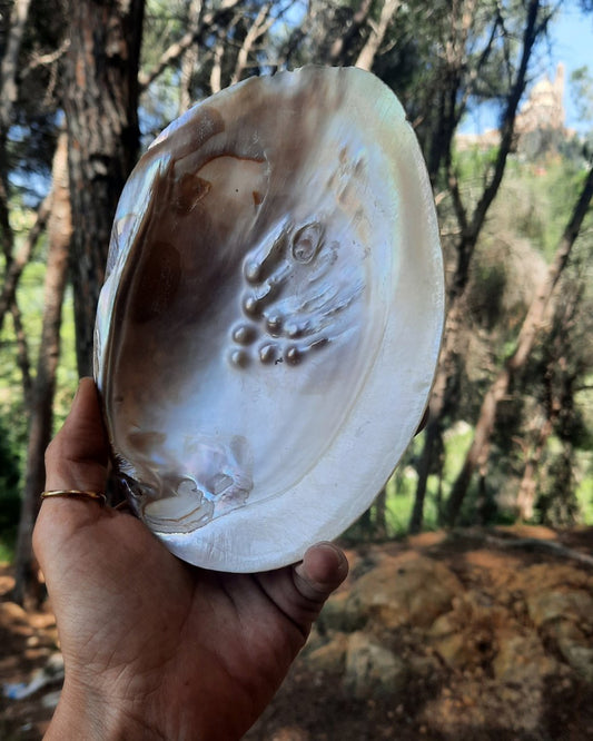 Invest in our Sea Shell II in Lebanon at Sacred