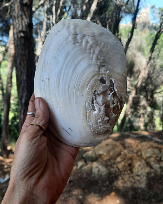 Invest in our Sea Shell II in Lebanon at Sacred