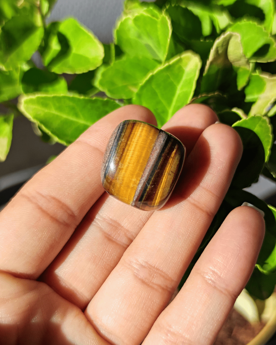 Tiger Eye - Sacred