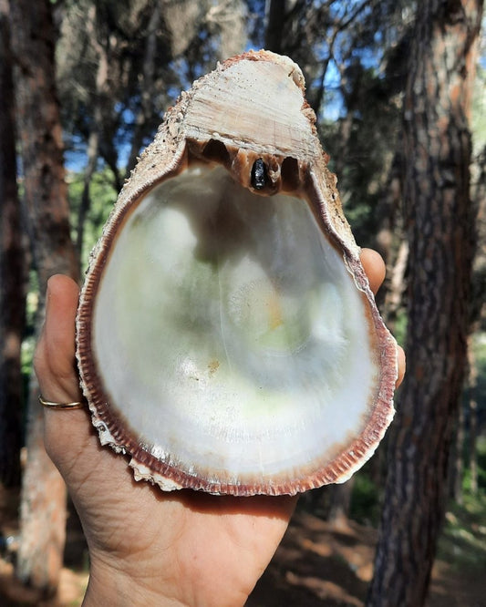 Invest in our Sea Shell I in Lebanon at Sacred