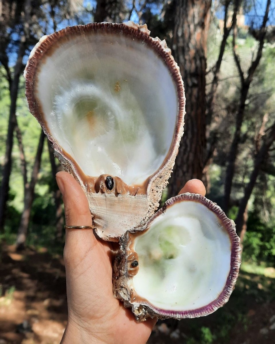 Sea Shell I